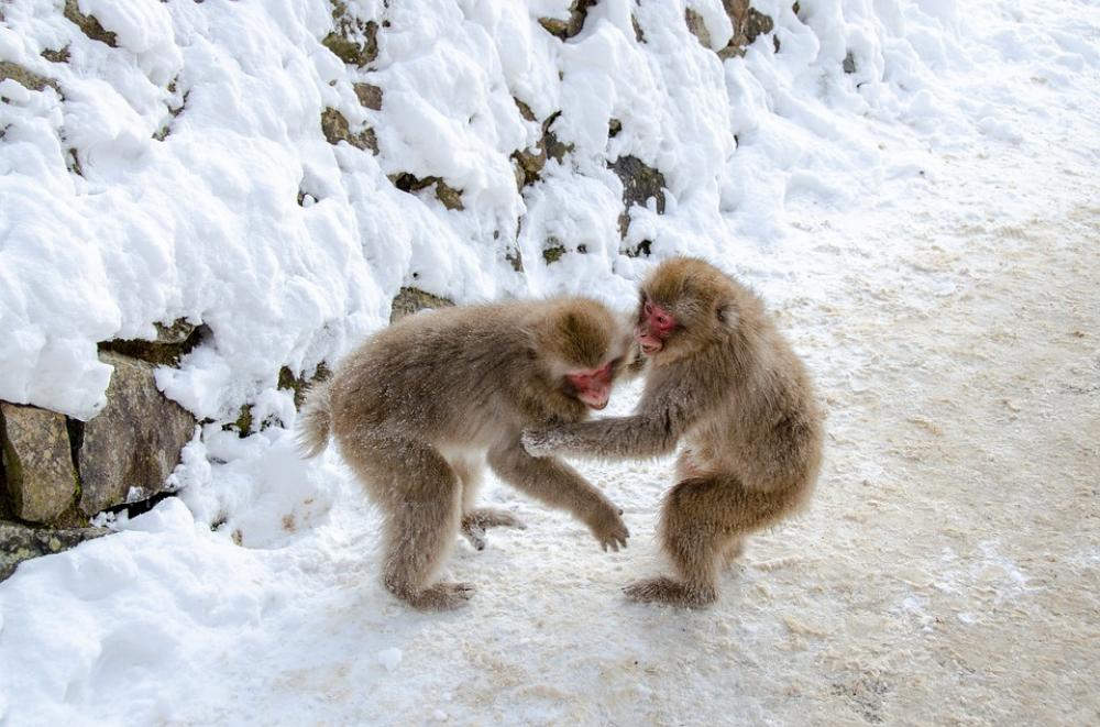 Snow Monkey Japanese Macaque Japan Winter Wildlife Snow Monkey Japanese Macaque Japan Winter Wildlife