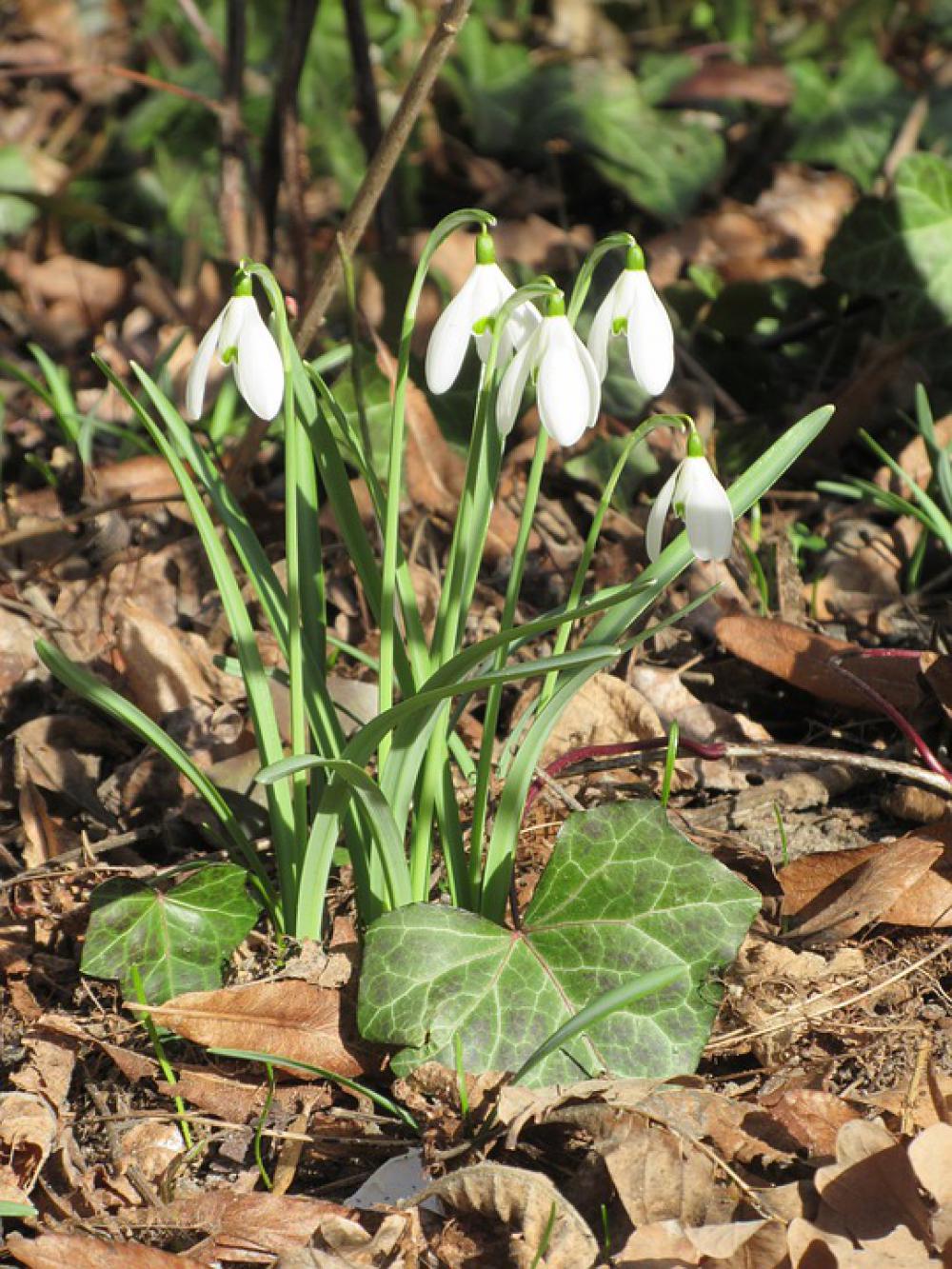 Snowdrop Leaves Spring Nature Garden Green Brown Snowdrop Leaves Spring Nature Garden Green Brown