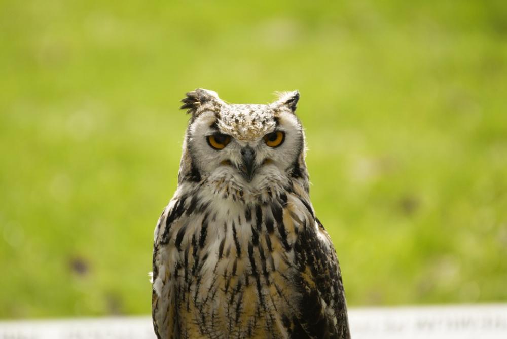 Sowa Nature Sight Eyes Central Composition Wings Sowa Nature Sight Eyes Central Composition Wings
