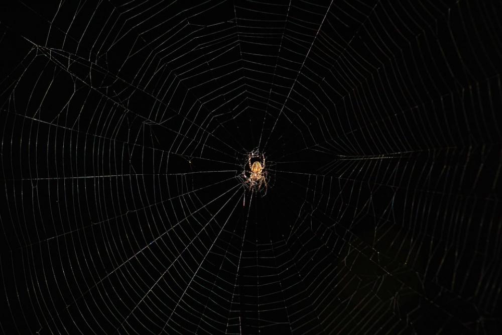Spider Web Trap Chilling Animal Nature Spider Web Trap Chilling Animal Nature