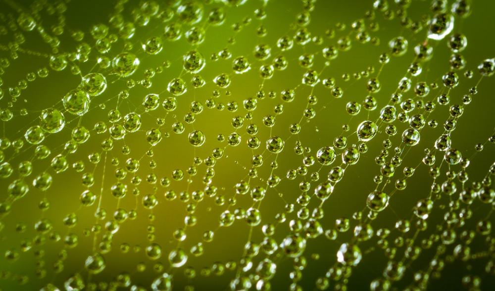 Spider Web Drops Water Drops Rain Wet Pearl Water Spider Web Drops Water Drops Rain Wet Pearl Water