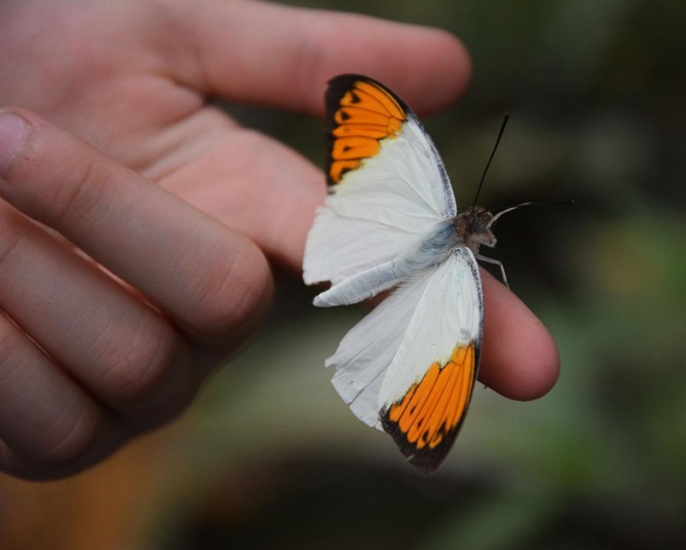 Spreading Wings Butterfly Wing Nature Insect Spreading Wings Butterfly Wing Nature Insect