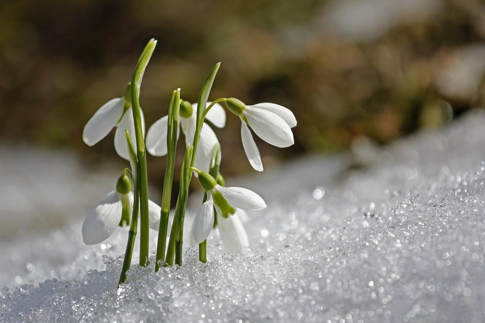 Spring Snowdrop Flower Spring Snowdrop Flower