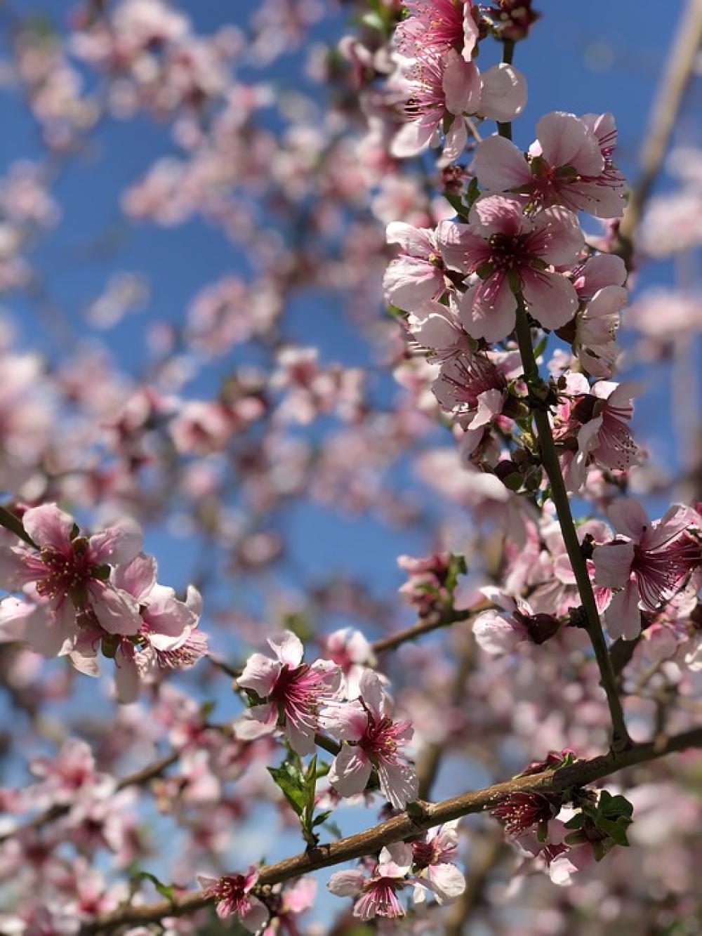 Spring Sky Flowers Cherry Nature Harmony Beauty Spring Sky Flowers Cherry Nature Harmony Beauty