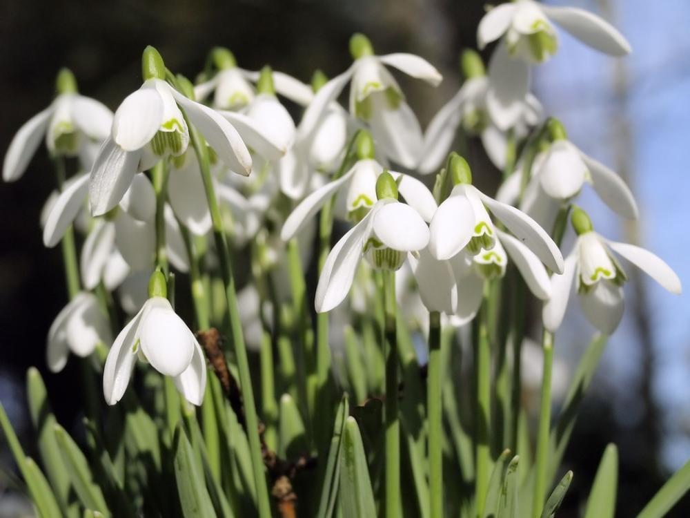 Spring White Flowers Snowdrops Nature Petals Spring White Flowers Snowdrops Nature Petals