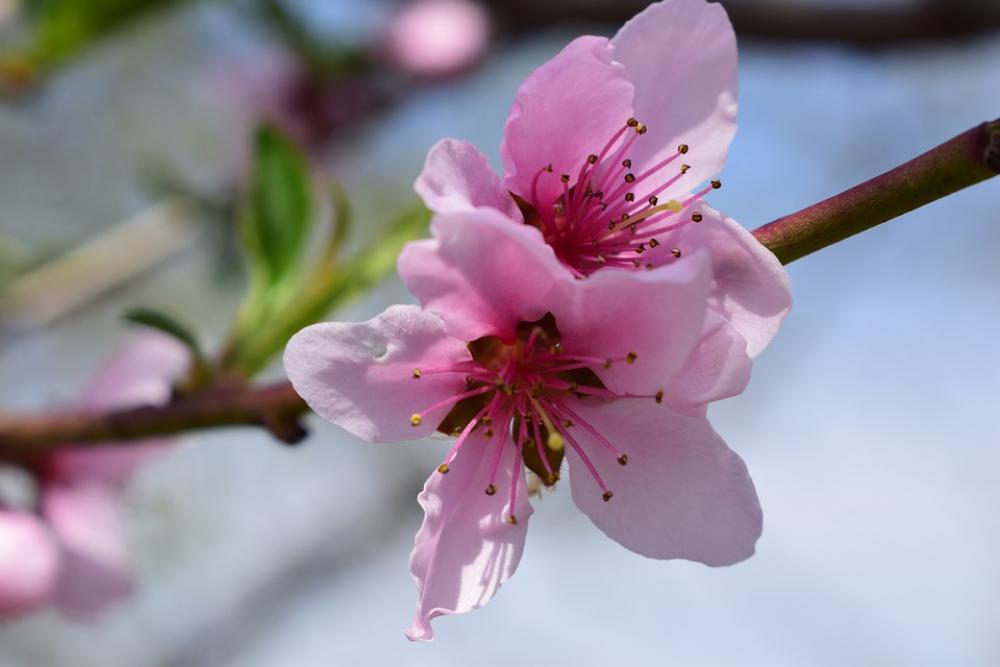 Spring Flowers Pink Nature Beauty Blooming Flora Spring Flowers Pink Nature Beauty Blooming Flora