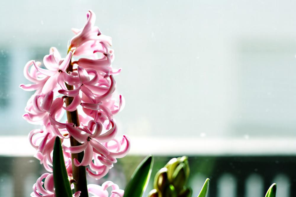 Spring Flowers Botanical Beauty Season Hyacinth Spring Flowers Botanical Beauty Season Hyacinth