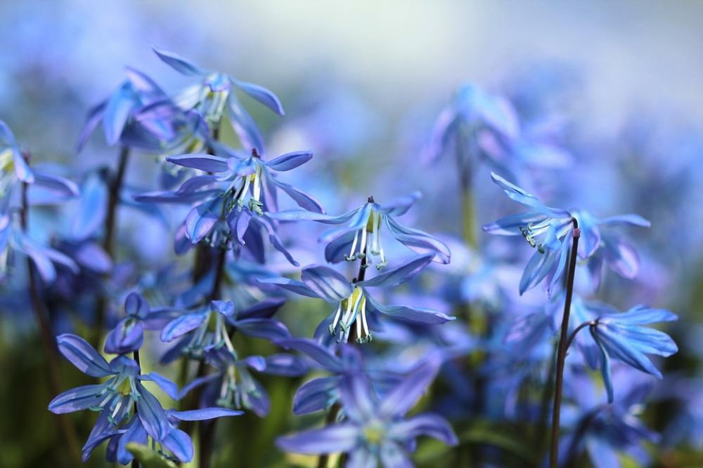 Bluebell Flowers Scilla Spring Blue Purple Bloom Bluebell Flowers Scilla Spring Blue Purple Bloom