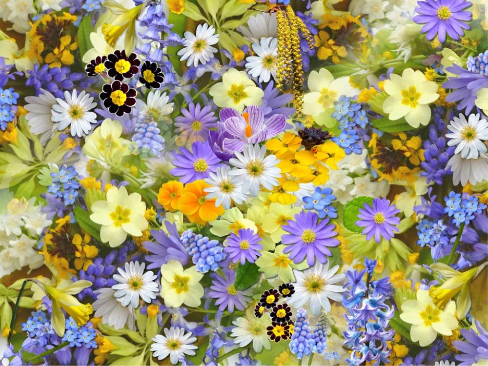 Spring Flowers Flowers Collage Floral Blossom Spring Flowers Flowers Collage Floral Blossom
