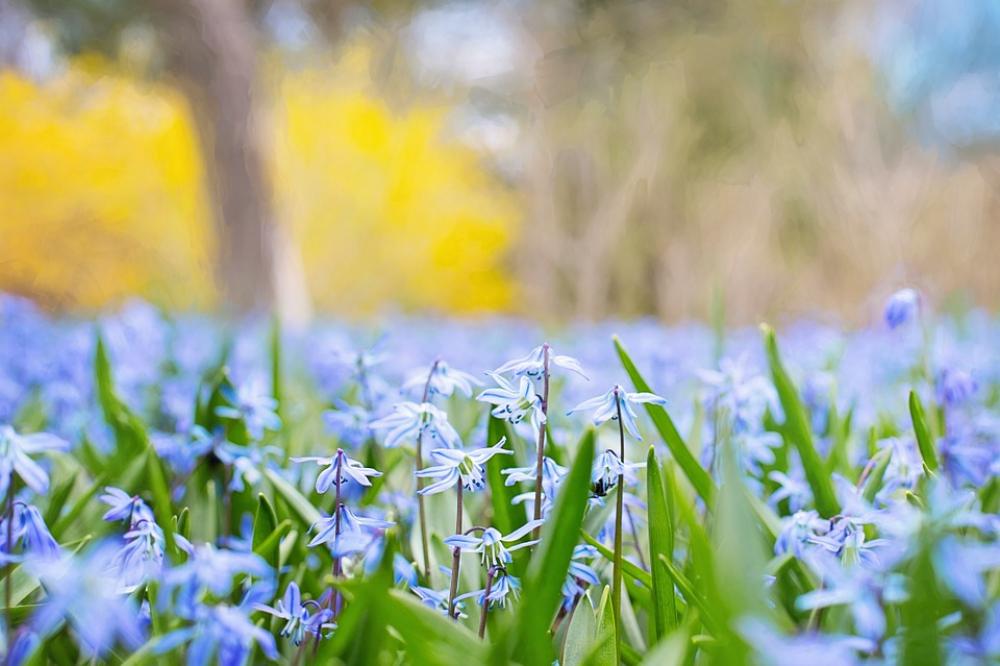 Spring Flowers Country Nature Blossom Meadow Spring Flowers Country Nature Blossom Meadow