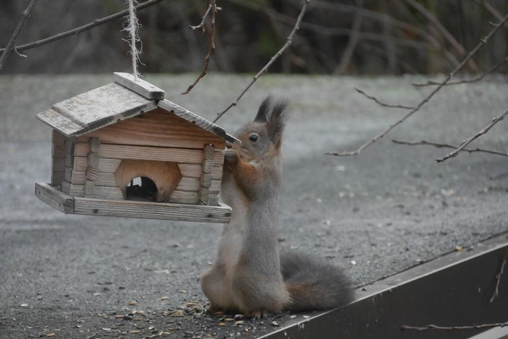Squirrel Birdhouse Hungry Outdoor Animal Squirrel Birdhouse Hungry Outdoor Animal