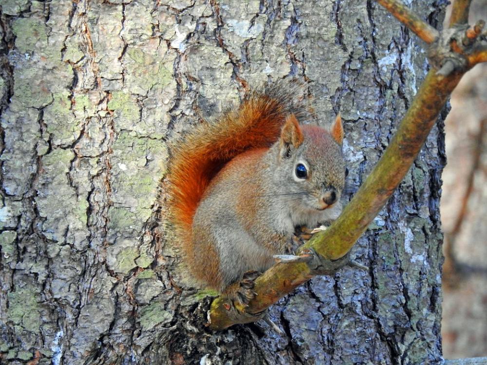 Squirrel Nature Tree Cute Rodents Small Curious Squirrel Nature Tree Cute Rodents Small Curious