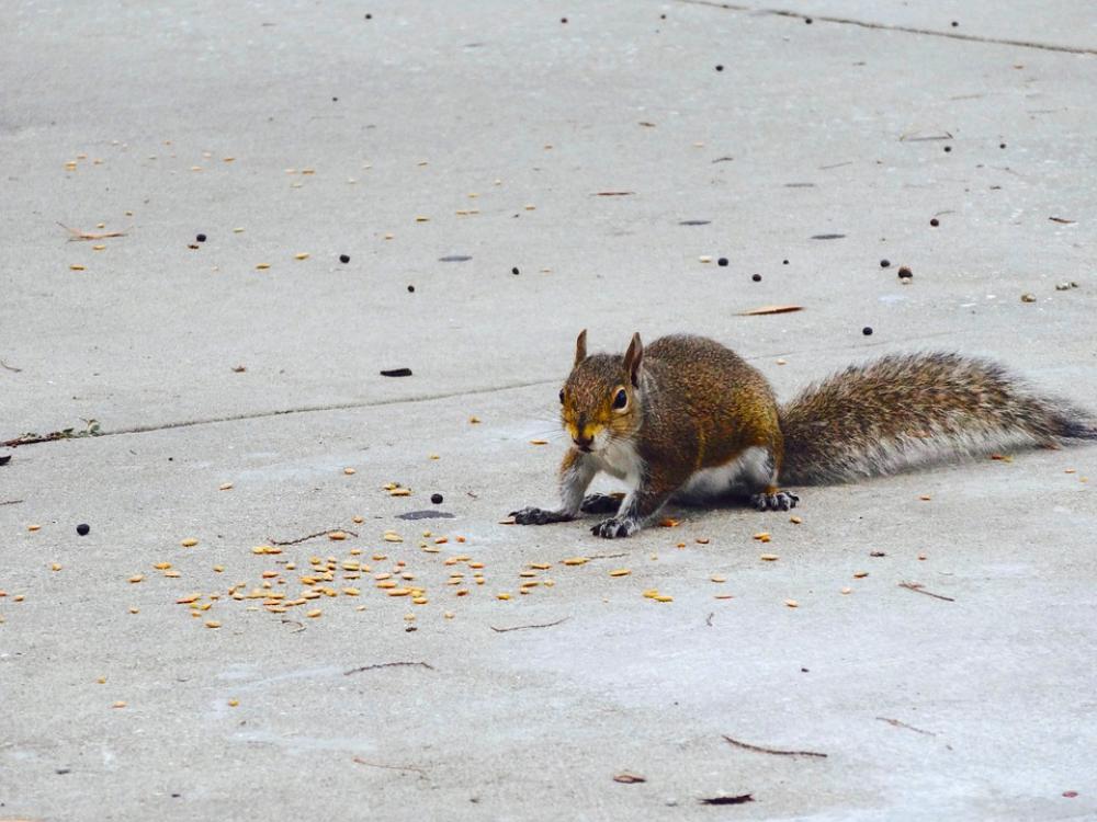Squirrel Animal Rodent Cute Mammal Furry Squirrel Animal Rodent Cute Mammal Furry