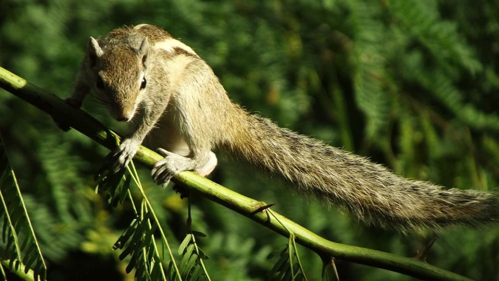Squirrel Animal Nature Cute Rodent Squirrel Animal Nature Cute Rodent