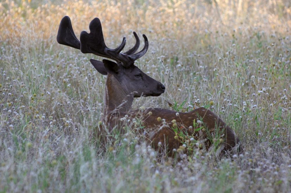 Stag Deer Animal Wildlife Nature Wild Head Stag Deer Animal Wildlife Nature Wild Head