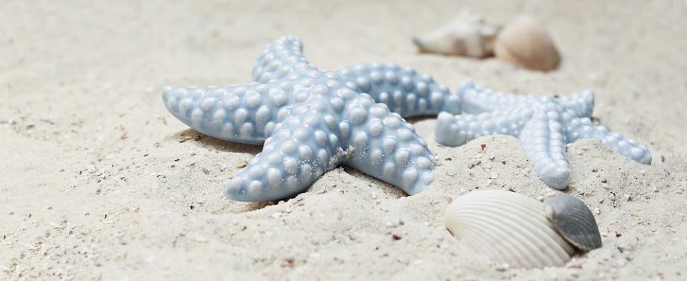 Starfish Mussels Sand Porcelain Porcelain Starfish Starfish Mussels Sand Porcelain Porcelain Starfish