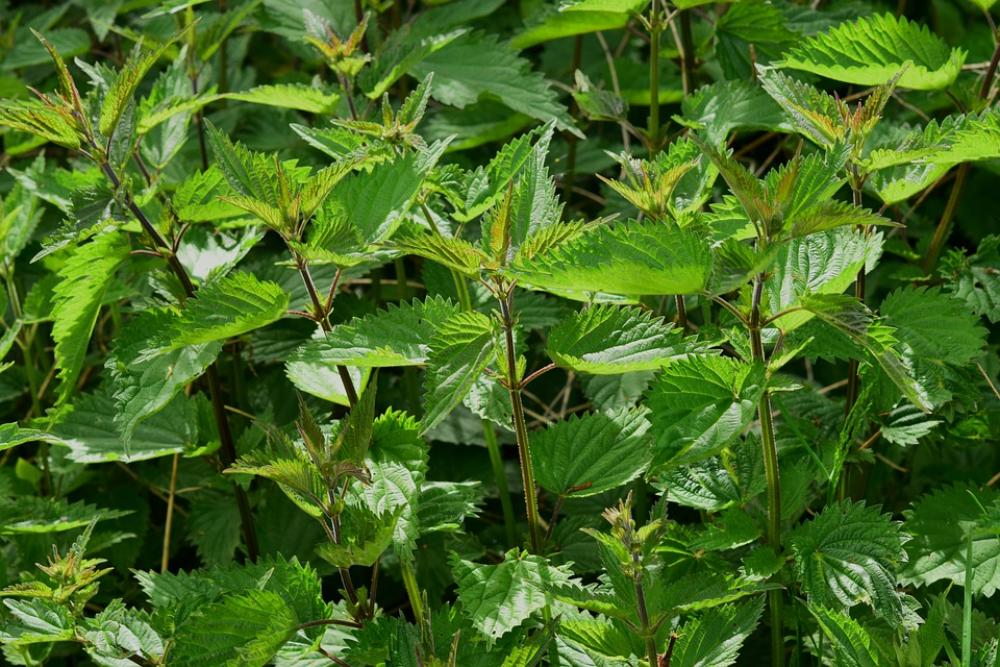 Stinging Nettle Urtica Urticaceae Plant Burn Stinging Nettle Urtica Urticaceae Plant Burn