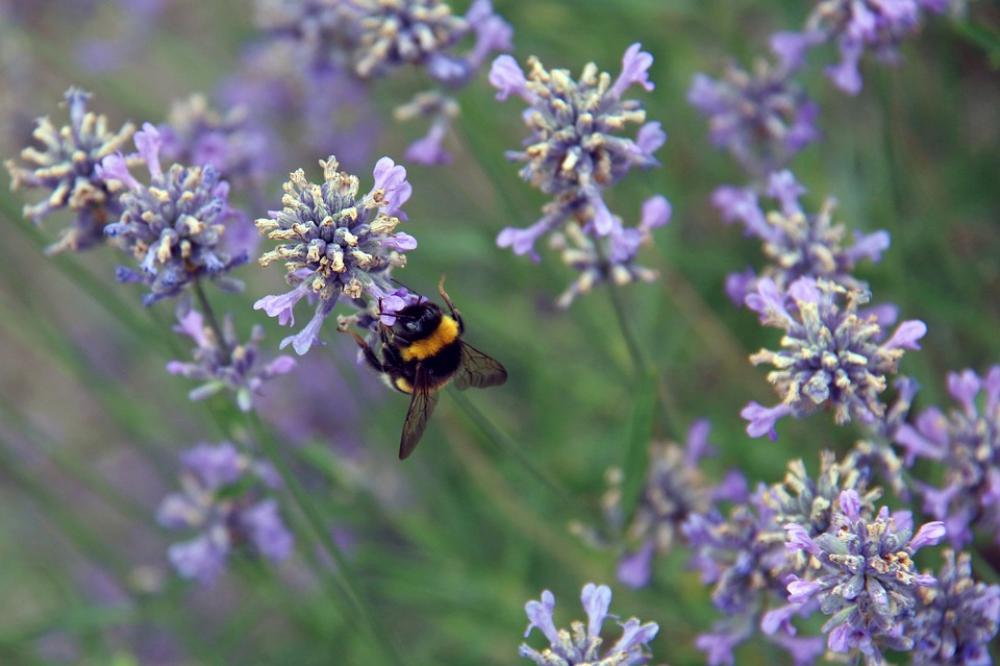 Summer Hummel Insect Flowers Sprinkle Purple Summer Hummel Insect Flowers Sprinkle Purple