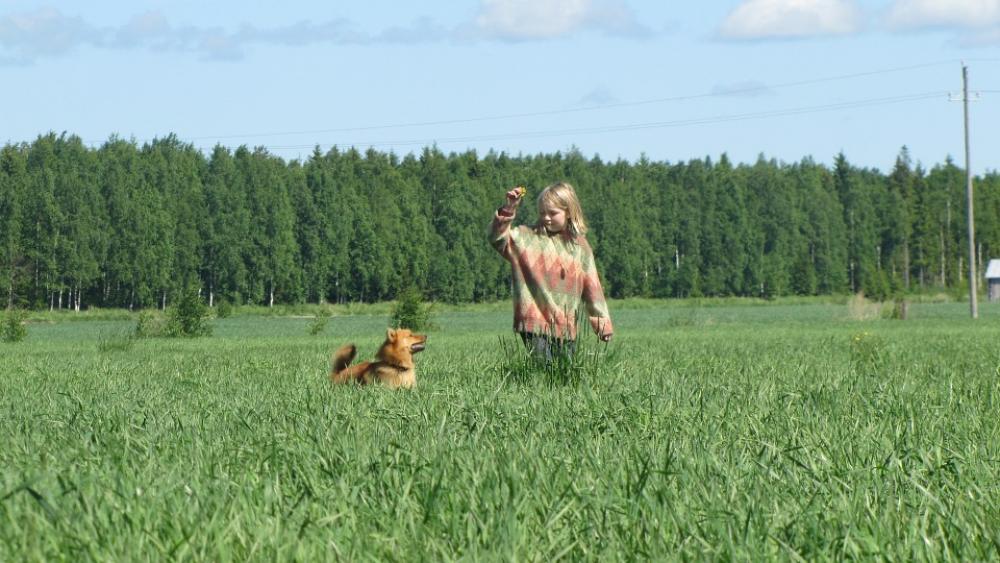 Summer Hay Girl And Dog Man Dog Blue Sky Finnish Summer Hay Girl And Dog Man Dog Blue Sky Finnish