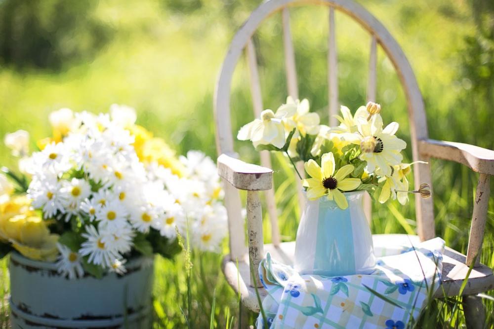 Summer Still-Life Daisies Yellow Garden Flowers Summer Still-Life Daisies Yellow Garden Flowers