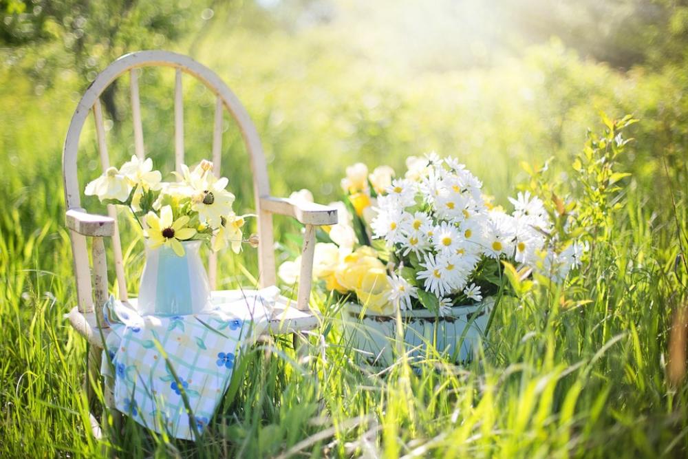 Summer Still-Life Daisies Yellow Garden Flowers Summer Still-Life Daisies Yellow Garden Flowers