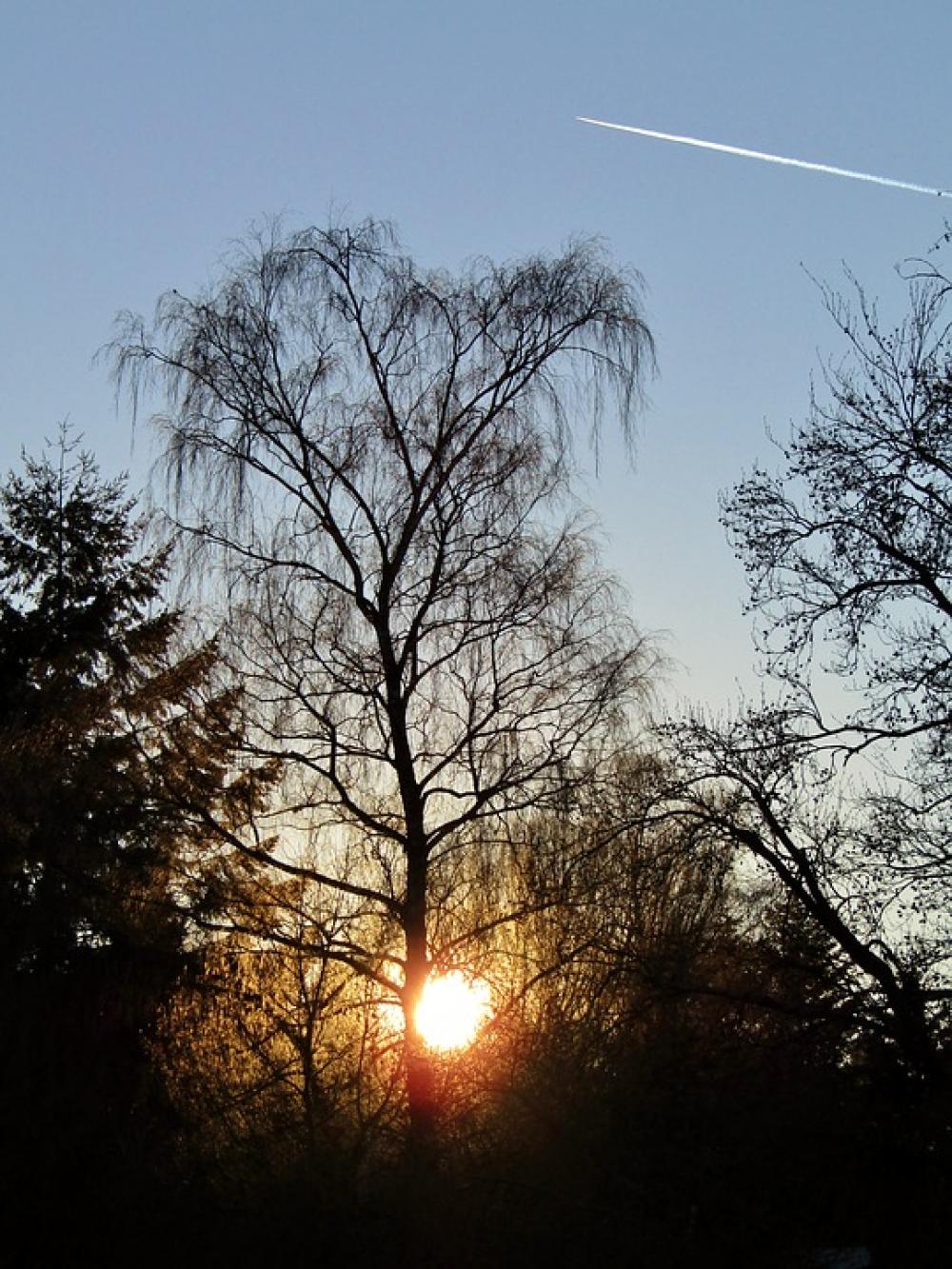 Sun Sunset Winter Bare Branches Tree Sunlight Sun Sunset Winter Bare Branches Tree Sunlight