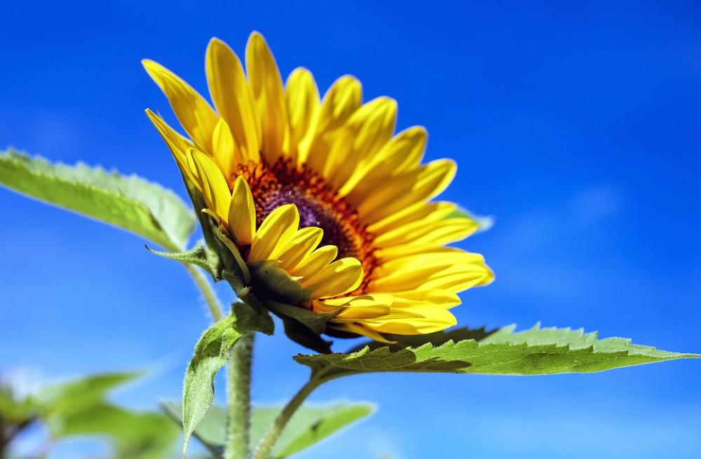Sunflower Flower Bloom Yellow Summer Sunflower Flower Bloom Yellow Summer