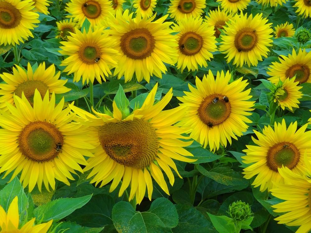Sunflower Summer Bees Hummel Sunflower Field Sunflower Summer Bees Hummel Sunflower Field