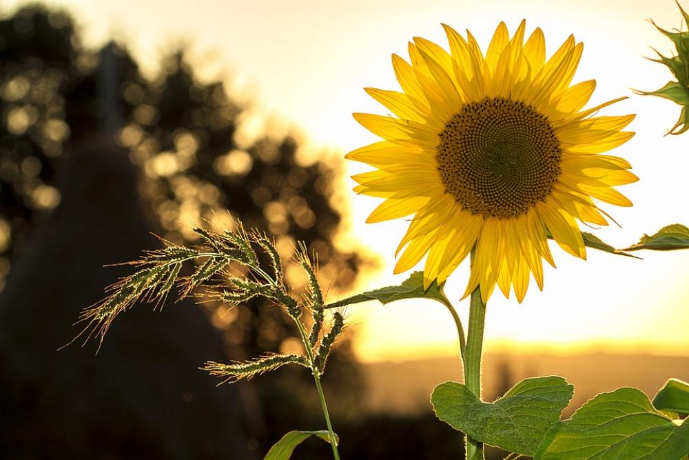 Sunflower Summer Yellow Nature Flower Sunlight Sunflower Summer Yellow Nature Flower Sunlight