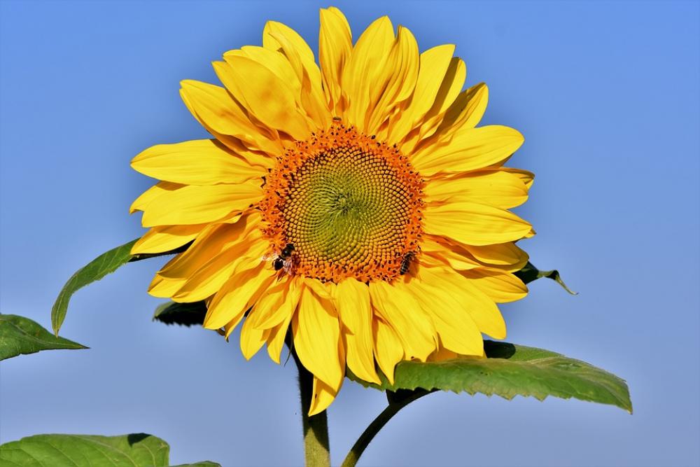 Sunflower Flower Petals Bloom Blossom Bloom Flora Sunflower Flower Petals Bloom Blossom Bloom Flora