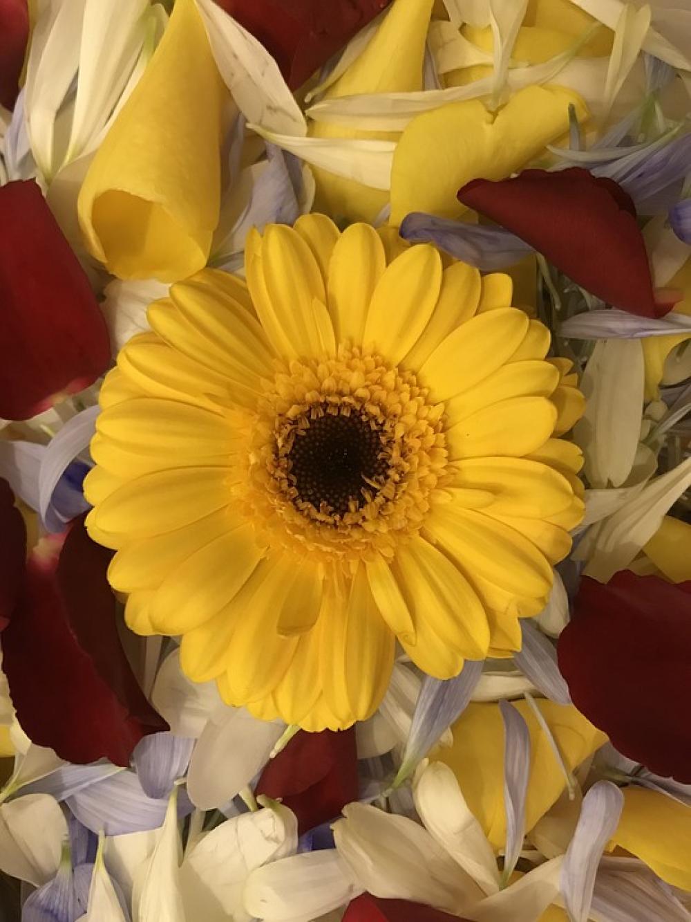 Sunflower Floral Flower Nature Yellow Blossom Sunflower Floral Flower Nature Yellow Blossom