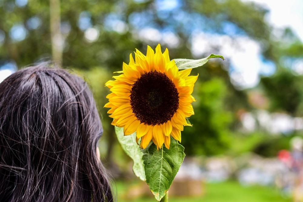 Sunflower Plain Landscape Grass Nature Sunflower Plain Landscape Grass Nature