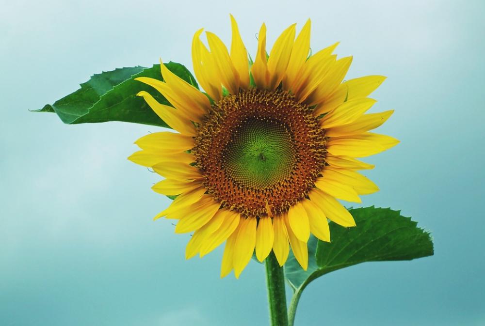 Sunflower Flower Yellow Summer Nature Sunny Sunflower Flower Yellow Summer Nature Sunny