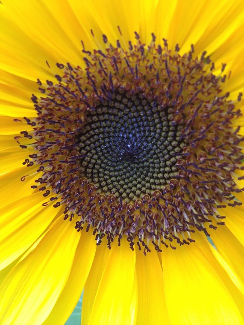 Sunflower Flower Yellow Bloom Flora Floral Spring Sunflower Flower Yellow Bloom Flora Floral Spring