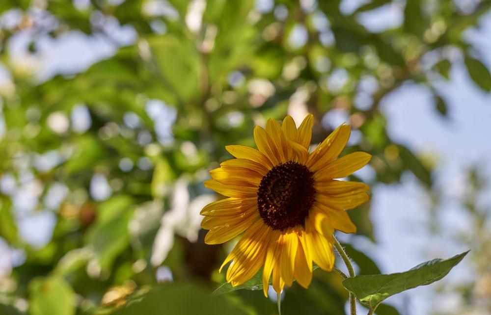 Sunflower Sonnenstern Aurora Yellow Green Sunflower Sonnenstern Aurora Yellow Green