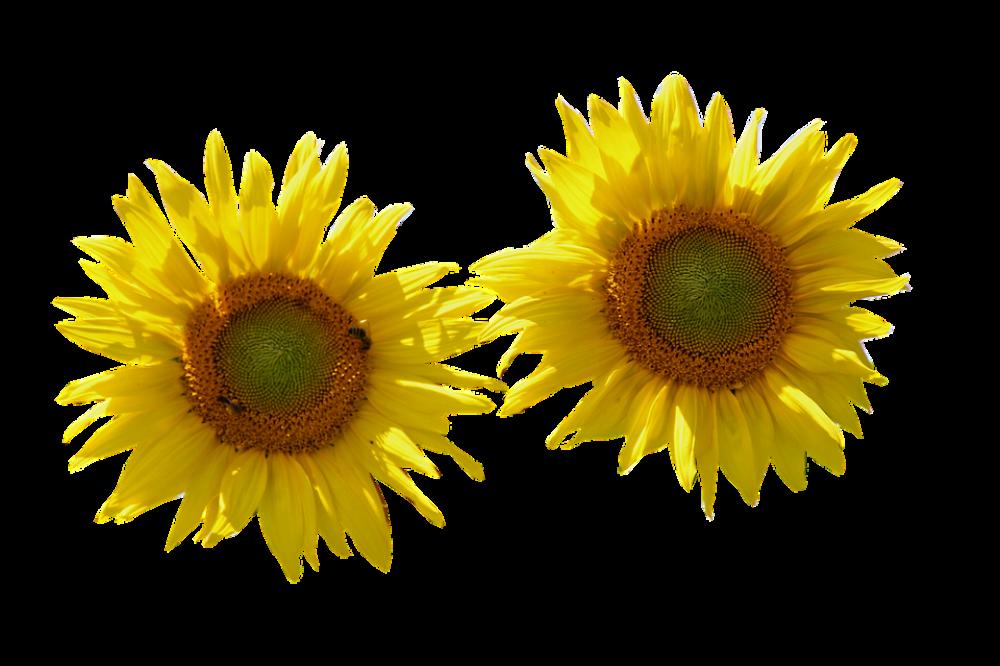 Sunflower Isolated Cut Out Nature Flower Flowers Sunflower Isolated Cut Out Nature Flower Flowers