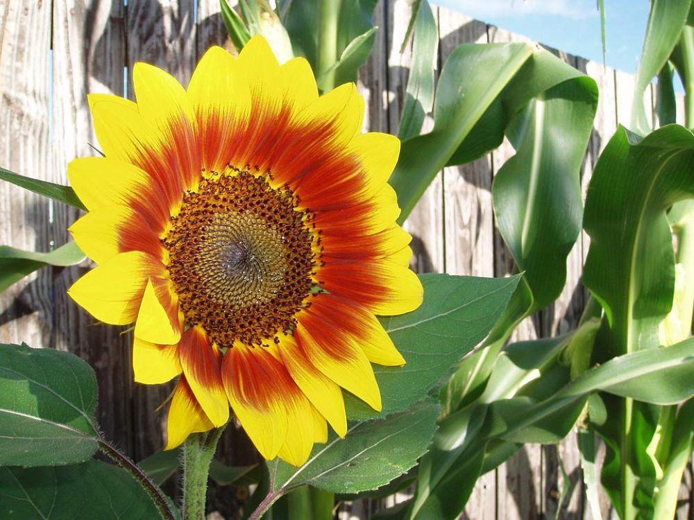 Sunflower Flower Nature Yellow Summer Floral Sunflower Flower Nature Yellow Summer Floral
