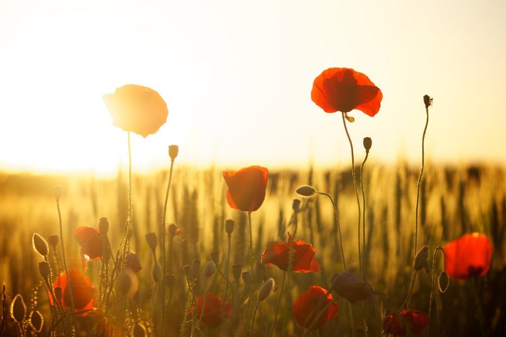Sunset Poppy Backlight Flowers Field Summer Sunset Poppy Backlight Flowers Field Summer