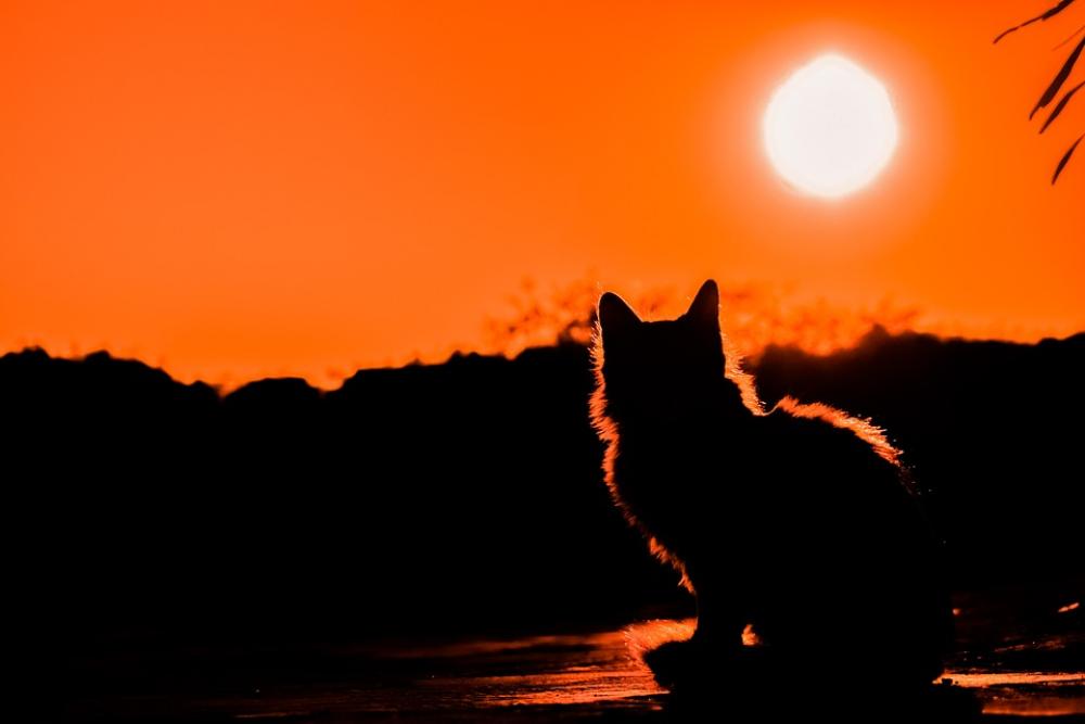 Sunset Cat Shadows Silhouettes Nature Light Sunset Cat Shadows Silhouettes Nature Light