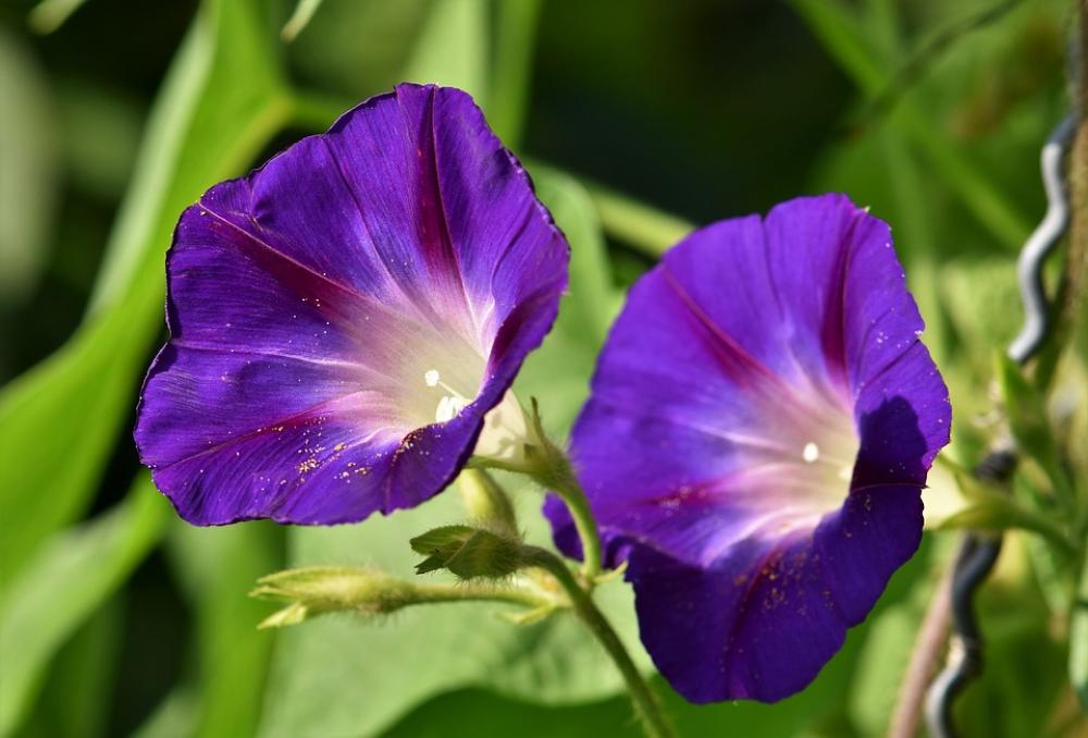 Superb Thread Morning Glory Wind Greenhouse Superb Thread Morning Glory Wind Greenhouse