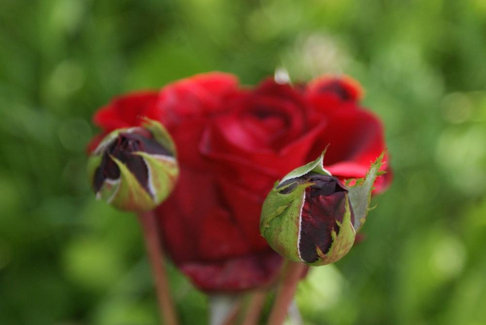 Supplies Flowers Roses Red Nature Supplies Flowers Roses Red Nature