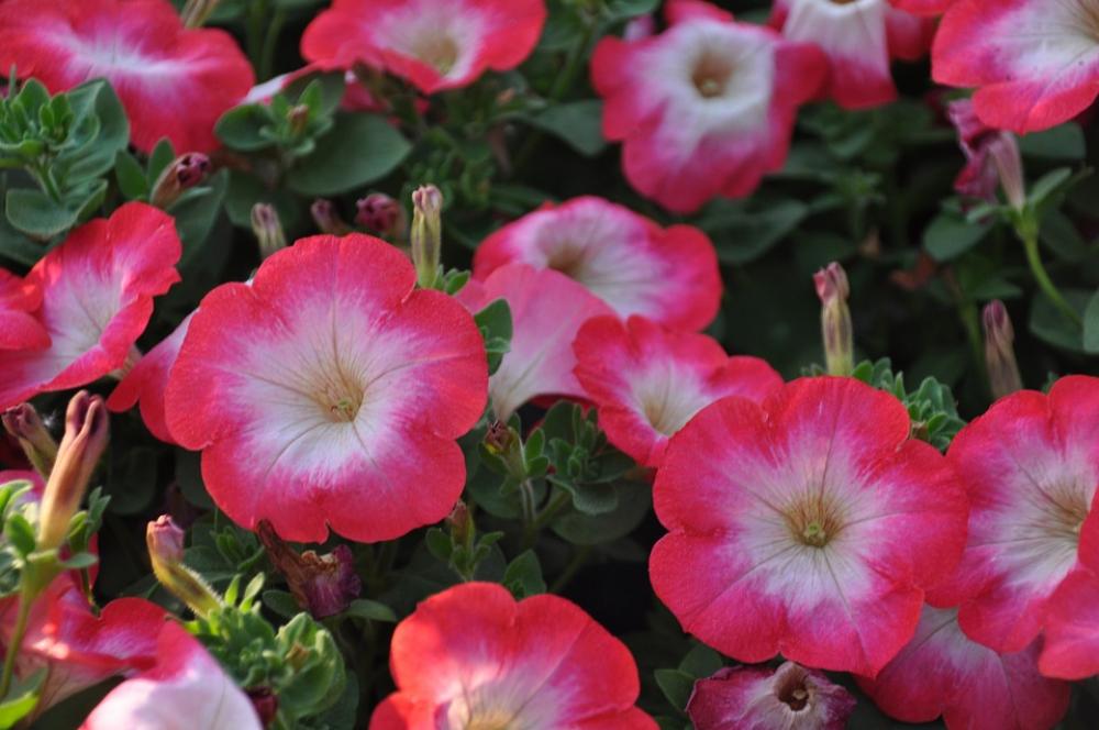 Surfinie Petunia Flowers Summer Balcony Garden Surfinie Petunia Flowers Summer Balcony Garden