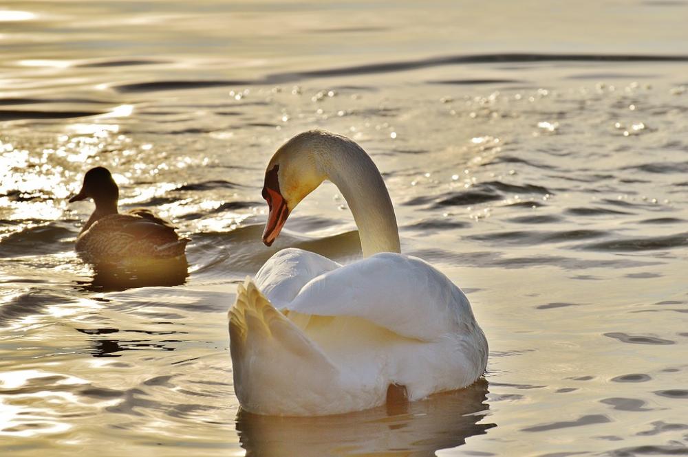 Swan Duck Water Lake Constance Animal World Lake Swan Duck Water Lake Constance Animal World Lake