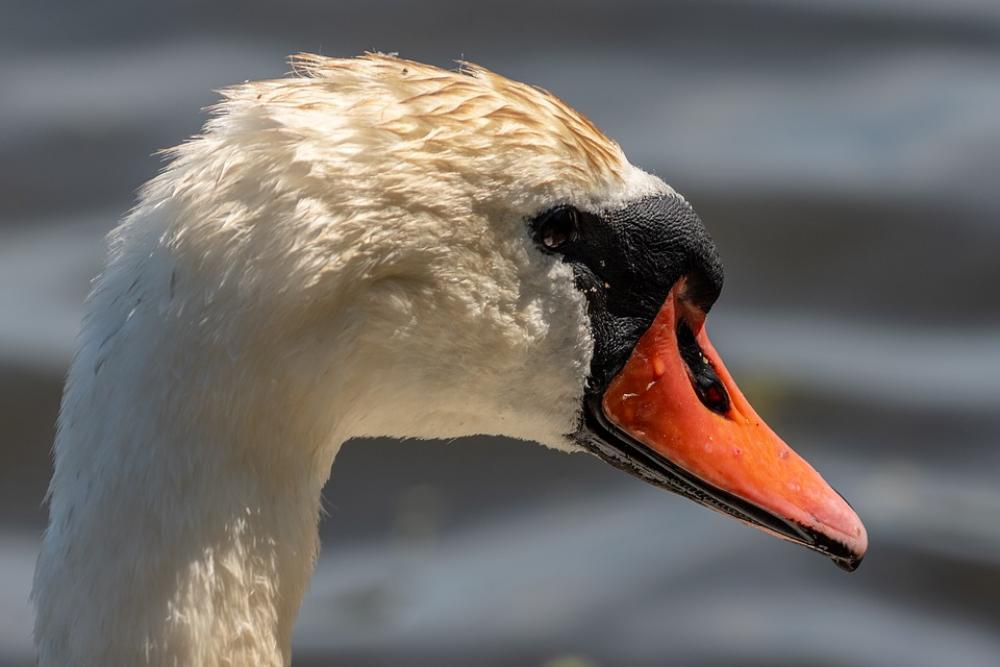 Swan Waterfowl Water Summer Beautiful Nature Bird Swan Waterfowl Water Summer Beautiful Nature Bird