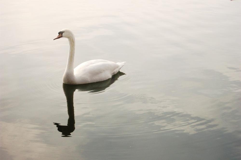 Swan Lake Pond Bird Reflection Animal Water Swan Lake Pond Bird Reflection Animal Water
