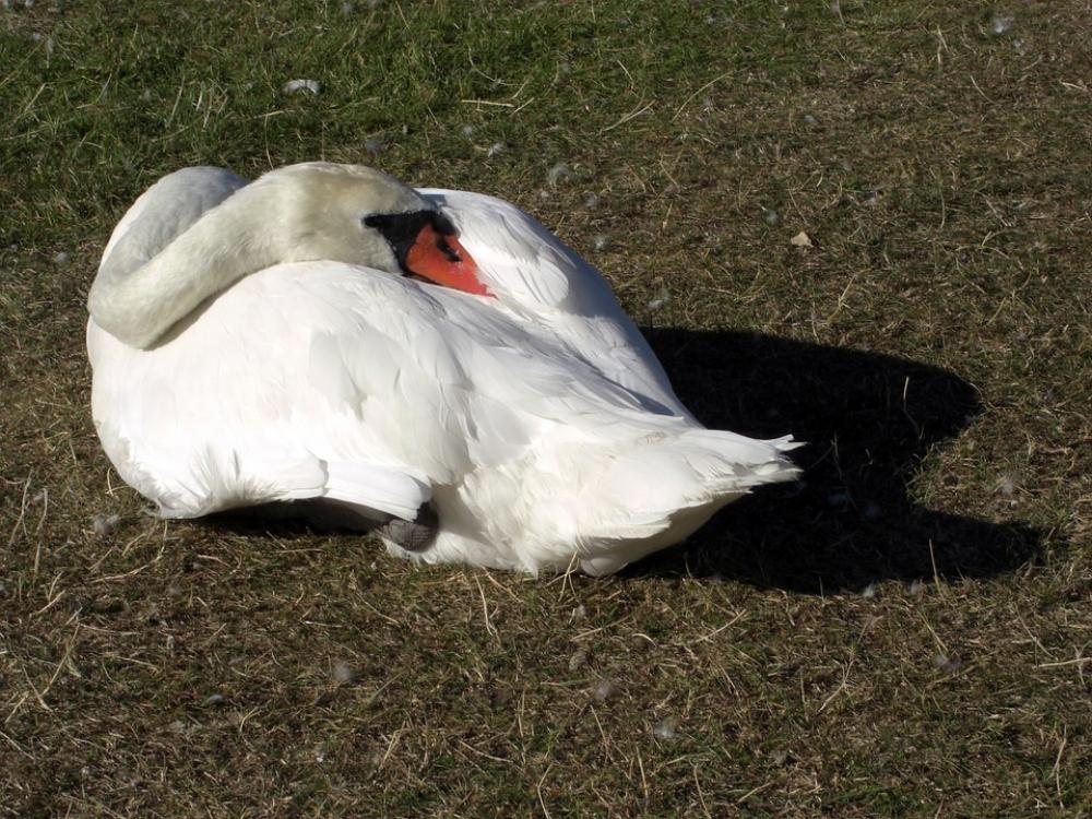 Swan Animal Duck Animals Nature Birds Water Pond Swan Animal Duck Animals Nature Birds Water Pond