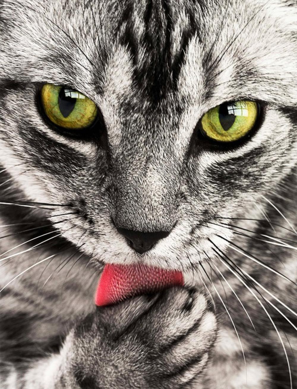 Tabby Cat Close-Up Portrait Feline Animal Pet Tabby Cat Close-Up Portrait Feline Animal Pet