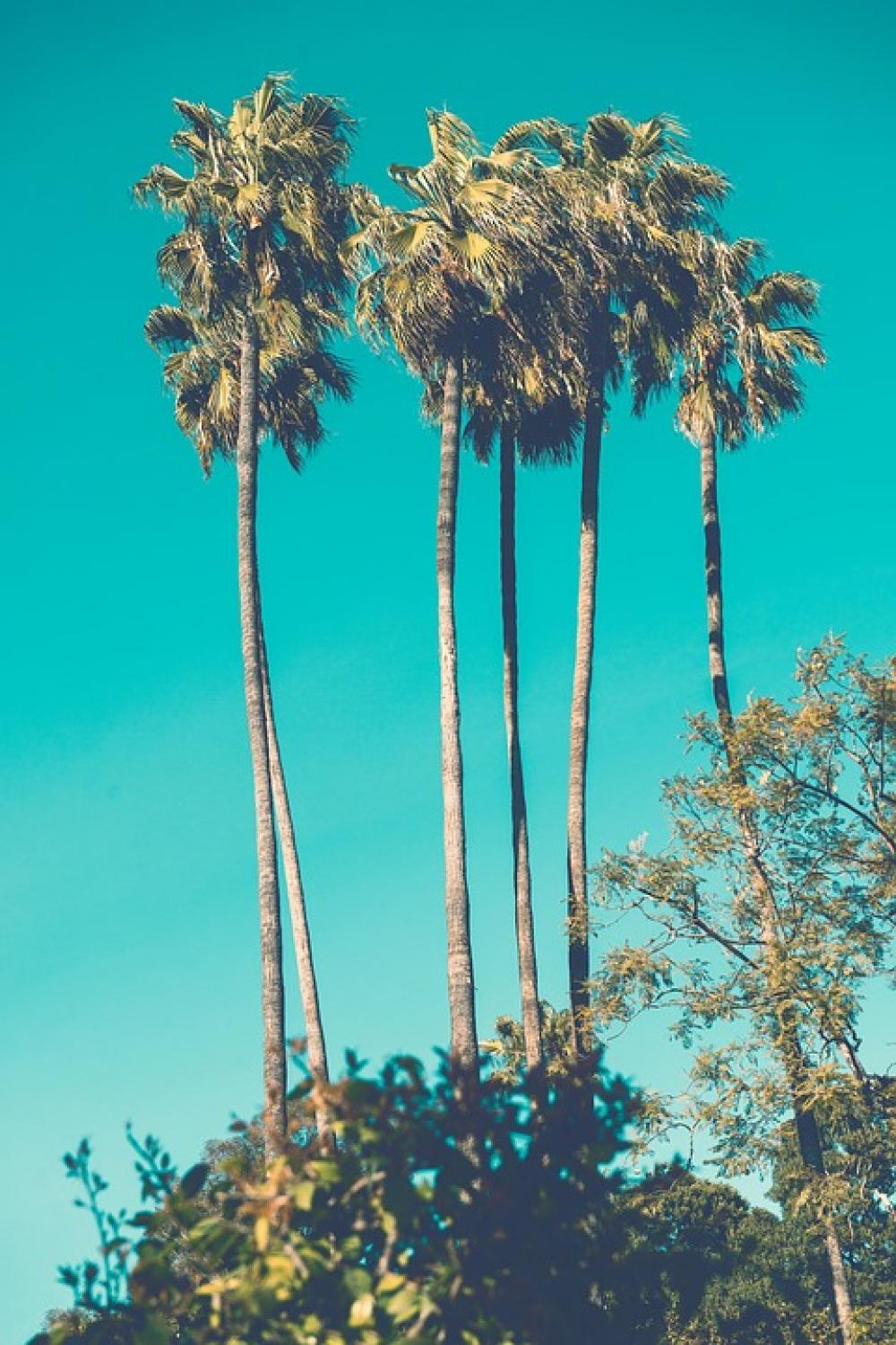 Palm Tree Tall Long Slender Thin High Tropical Palm Tree Tall Long Slender Thin High Tropical
