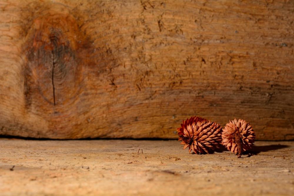 Tap Wood Nature Close Up Decoration Tap Wood Nature Close Up Decoration