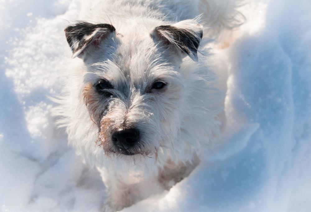Terrier Dog Snow White Winter Pet Animal Terrier Dog Snow White Winter Pet Animal